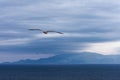A flying seagull over the sea
