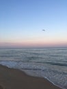 Flying seagull over the sea at purple sunrise Royalty Free Stock Photo