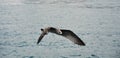 Flying seagull over the sea Royalty Free Stock Photo