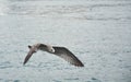 The seagull hunting over the sea has fished Royalty Free Stock Photo