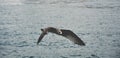 Flying seagull over the sea Royalty Free Stock Photo