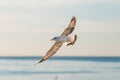 Flying seagull over sea surface Royalty Free Stock Photo