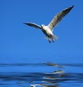 Flying seagull over water Royalty Free Stock Photo