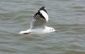 Flying Seagull over water Royalty Free Stock Photo