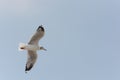 Flying Seagull over water Royalty Free Stock Photo