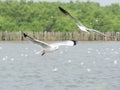 Flying Seagull over water Royalty Free Stock Photo