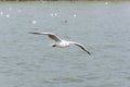 Flying Seagull over water Royalty Free Stock Photo