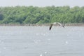 Flying Seagull over water Royalty Free Stock Photo