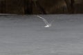 Flying seagull over a large ice floe. Royalty Free Stock Photo