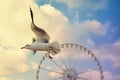 Flying seagull