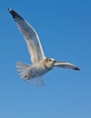 The flying seagull