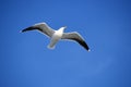 Flying seagull, ring-billed gull, Larus delawarensis, with widespread wings in the azure blue sky
