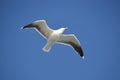 Flying ring-billed gull, seagull, in blue sky during sunny day Royalty Free Stock Photo