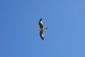 Flying seagull sea bird view from below blue sky Royalty Free Stock Photo