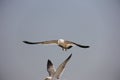 Flying seagull Royalty Free Stock Photo