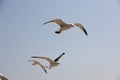 Flying seagull Royalty Free Stock Photo