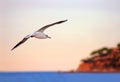 Flying seagull, sea and part of land on the sunset Royalty Free Stock Photo