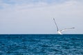 Flying seagull, sea, surface, clear, sunny day Royalty Free Stock Photo