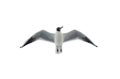 Flying seagull Royalty Free Stock Photo