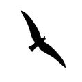 Flying seagull silhouette. Vector illustration in monochrome style on white background. Royalty Free Stock Photo