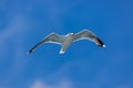 Flying seagull with sky background Royalty Free Stock Photo