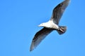 A flying seagull  in the sky.     Closeup Royalty Free Stock Photo