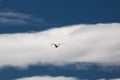 Flying seagull in sky isolated, symbol of freedom in blue sky, Royalty Free Stock Photo