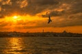 A flying seagull at sunset and a cruise ship Royalty Free Stock Photo