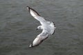 Flying seagull, top view Royalty Free Stock Photo