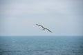 Flying seagull, top view silhouette. Bird flies over the sea. Seagull hover over deep blue sea. Gull hunting down fish. Gull over Royalty Free Stock Photo