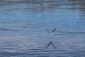 Flying seagull under the reaver Royalty Free Stock Photo