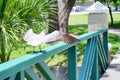 Flying Seagull at USF campus Royalty Free Stock Photo