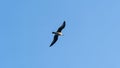 Flying seagull view from below Royalty Free Stock Photo