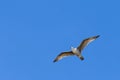 Flying seagull, view from below Royalty Free Stock Photo
