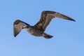 Flying seagull, view from below Royalty Free Stock Photo