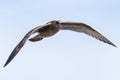 Flying seagull, view from below Royalty Free Stock Photo