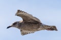 Flying seagull, view from below Royalty Free Stock Photo