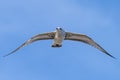 Flying seagull, view from below Royalty Free Stock Photo
