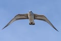 Flying seagull, view from below Royalty Free Stock Photo