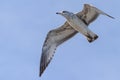 Flying seagull, view from below Royalty Free Stock Photo