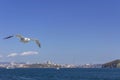 Flying seagull and Vladivostok cityscape from afar Royalty Free Stock Photo