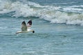 Sea. Flying seagull. Summer seascape Royalty Free Stock Photo