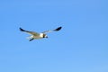 Flying seagull Royalty Free Stock Photo