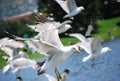 Flying seagulls