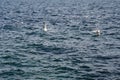 Flying seagulls above blue sea water