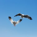 Flying seagulls in action at Bangpoo Royalty Free Stock Photo