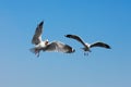 Flying seagulls in action at Bangpoo Royalty Free Stock Photo