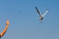 Flying seagulls in action at Bangpoo Royalty Free Stock Photo