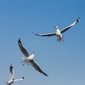 Flying seagulls in action at Bangpoo Royalty Free Stock Photo