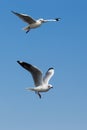 Flying seagulls in action at Bangpoo Royalty Free Stock Photo